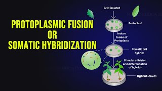 Protoplast fusion Somatic Hybridization [upl. by Arsi]