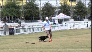 The 2013 Ashley Whippet Invitational Disc Dog World Championship [upl. by Htebesile]