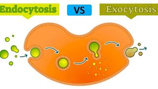 Endocytosis and Exocytosis in urdu \hindi [upl. by Lenoil]