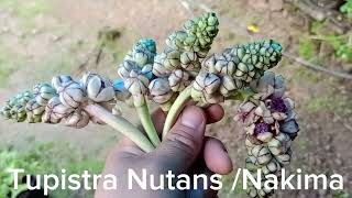 नाकीमा Tupistra Nutans It Has Both Economic And Medicinal Value [upl. by Salangia427]