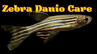 Zebra Danio Fish Danio Rerio Fish Tank Mates Breeding Feeding and Care Infomation [upl. by Savdeep677]