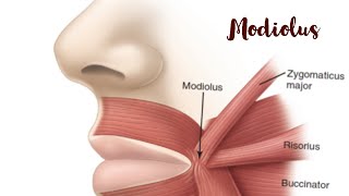 MODIOLUS Dentistry Anatomy draaryasvlogs [upl. by Enyawed]