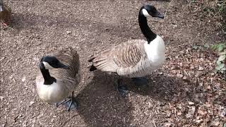 Canada Geese Chasing Hissing Honking Tripping Up Biting Eating 21st March 2021 [upl. by Connelley]