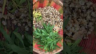 பட்டும் நானும் சரியான கதை 🫶🏻Home garden herbalsnaturehealthylivingshorts [upl. by Aicirpac]