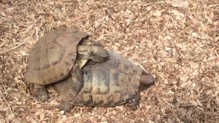 Turtles mating noise [upl. by Estele]