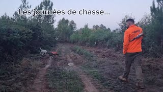 Battue au sanglier avec Les Nivernais  Rapproché  menées amp Ferme [upl. by Kreiker]