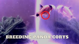 Breeding Panda Corydoras The Labor Of Love [upl. by Nairoc]