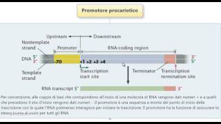 Test Medicina  Promotore procariotico [upl. by Annirac]