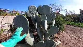 Poda do FIGO DA INDIA também conhecido por OPUNTIA ROBUSTA [upl. by Lennahc]