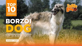 Borzoi  The Borzoi Dog Breed  Top 10 Borzoi Dog Facts from Doggo Love [upl. by Enomed]