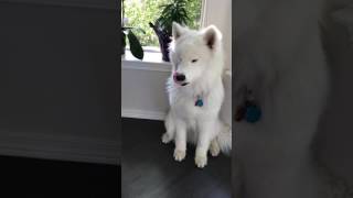 Samoyed Howling 😂 guaranteed to make you smile [upl. by Nodnyl]