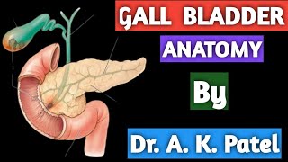 Gall bladder anatomy Extrahepatic Biliary apparatus Bams first prof Ncism Rachana sharir [upl. by Trebma782]