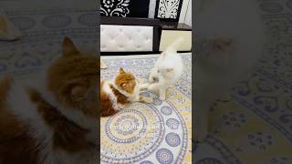 billu ka ek baccha black😳 catcomedy cat viralcat catvideo catshorts catwatch sajidcat [upl. by Eusebio]