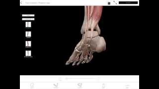 LearnVisible Body  Foot Inversion and Eversion [upl. by Attesor]