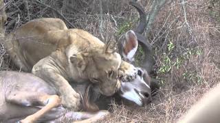 Lions chase and kill male kudu Graphic video very intense Part1 [upl. by Navanod985]