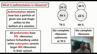 The Ribosome 70 S amp 80 S Structure and Function In Sindhi  XI Biology  Chapter 4 The Cell [upl. by Chevy]