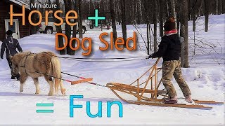 Driving a horse drawn dog sled at Versatile Horsemanship [upl. by Fleming]