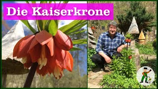 Kaiserkrone im Garten [upl. by Edgell]