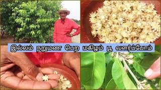 இல்லம் நறுமண பெற மகிழம் பூ வளர்ப்போம்How To Maintain Mimusops Elengi or Spanish Cherry Plant [upl. by Ayhtin592]