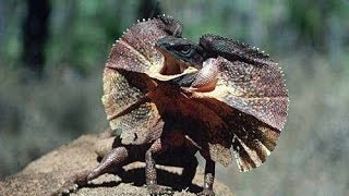 Плащеносная ящерица  Frilled Lizard Энциклопедия животных [upl. by Ami540]