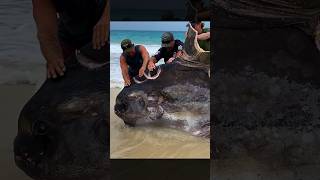 Did sharks attack this huge sunfish fishing shark sunfish 🎥 IG riddellethan9 [upl. by Nirrad]