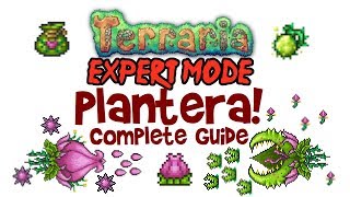 Terraria Plantera Guide Expert Mode amp Normal Too PC Console and Mobile 13 amp 12 [upl. by Mandi195]