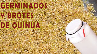 GERMINADO Y BROTES DE QUINUA  FACIL EN CASA  SUPER ALIMENTOS  GRANOS DE ORO [upl. by Reta826]