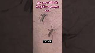 Branded mosquitoes🦟💉Fighting disease or spreading fear GeneticEngineering DiseaseControl shorts [upl. by Donny]