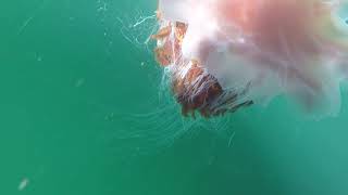 Jellyfish Lions mane Ireland [upl. by Avah]