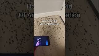 KSI New Song Gets Rid Of Ant Infestation 😭 shorts [upl. by Elon]