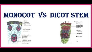 Monocot vs Dicot stem [upl. by Ariak189]