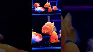 Top Kinguios Ranchu goldfish aquarium [upl. by Aihsotan]