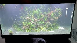 Juwel rio 350 new scape [upl. by Anirehtac]