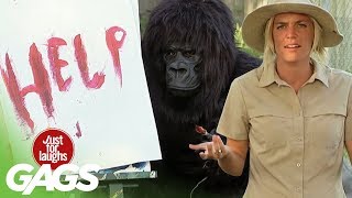 Funniest Gorilla and Mouse Pranks  Best Of Just For Laughs Gags [upl. by Bacchus]