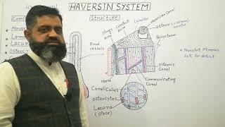 Haversian system English medium profmasoodfuzail Components of Haversian System  Spongy Bone [upl. by Krakow830]