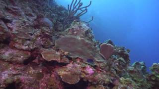 MSD Dive Little Cayman 2013  Nancys Cup of Tea [upl. by Lassiter856]