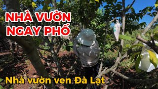 Nhà vườn ven Đà LạtMẶT TIỀN ngay phố lại có một vườn cây ăn tráirau sạch nuôi gà đủ kiểuCỦA HIẾM [upl. by Yttiy341]