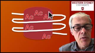 DNA Methylation Analysis [upl. by Nelson917]