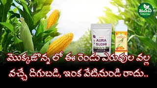 మొక్కజొన్న సాగులో ఉత్తమ ఎరువులు  Corn Cultivation  9346112007  9133333903 [upl. by Zertnom756]