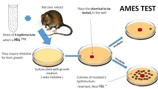 NEOPLASIA 7 CHEMICAL CARCINOGENESIS amp Ames test [upl. by Ainslie]