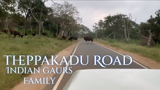 Masinagudi to Mudumalai road Theppakadu forest Indian gaurs mudumalai masinagudi ooty bandipur [upl. by Itnaihc]