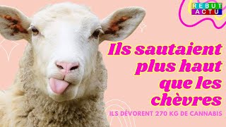 DES MOUTONS AFFAMÉS DÉVORENT PLUS DE 270KG DHERBE QUI FAIT RIRE [upl. by Dubenko]