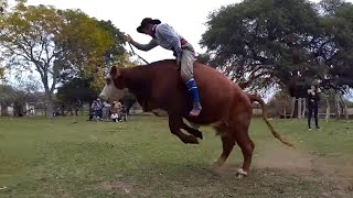 Jineteadas de Vacas 🐂 Monta de Vacunos Rodeo animal farm cow rural campo jaripeo PBR Rodeio [upl. by Aetnahs316]