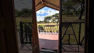 📍Nyati Safari Camp 🏕️  Amboseli [upl. by Alilak]