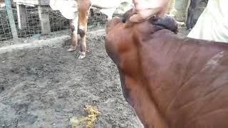 Actinomycosis in Cattle [upl. by Glantz]