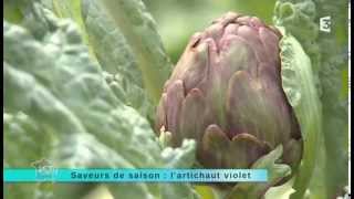 Saveur de saison  lartichaut violet [upl. by Reyam]