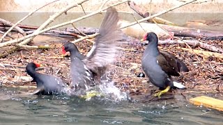 Common Moorhen  Teichhuhn  Gallinula chloropus  wild fight [upl. by Alesiram]