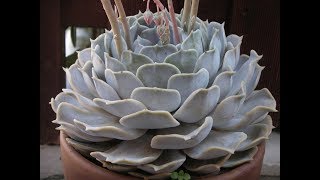 ECHEVERIA LILACINA  DICAS DE CULTIVO E CURIOSIDADES [upl. by Analim]