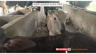 Mastitis treatement थुनेलोको उपचार [upl. by Bilac384]