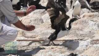 Cormorants Deep Sea Dive Caught on Camera [upl. by Elia]